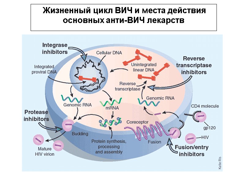 Жизненный цикл ВИЧ и места действия основных анти-ВИЧ лекарств